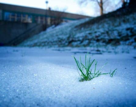 a grass plant in the snow near a house