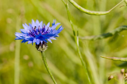 Close-up of a cornflower blossom (Centaurea cyanus) against a blurred green background of a rapeseed field