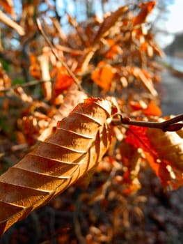 Close-up of wilted brown leaves in sunlight