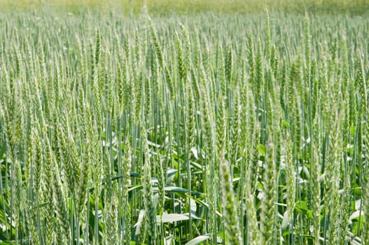Green Wheat Field
