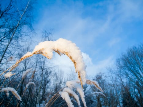 Close-up of snow-covered long blades of grass against a wintry blue background