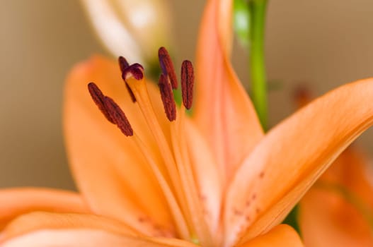 Close-up of an orange lily blossom with violet bloom / pollen