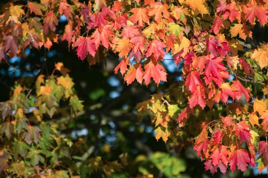 Close-up of a treetop with colorful autumn foliage