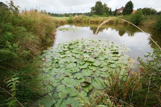 wide-angle detail shot of a pond in East Frisia in summer with cloudy skies