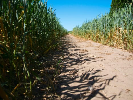 Sandy path between two corn fields in summer in frog perspective