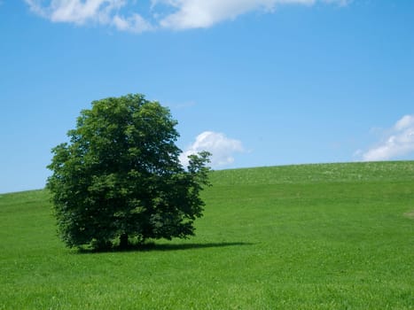 green meadow with single tree and blue sky