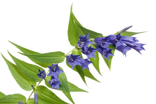 Close-up of a swallowroot gentian isolated on white