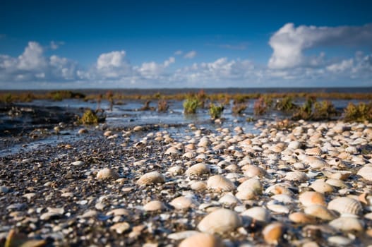 Close-to-earth wide-angle view of the North Sea beach at Hilgenriedersiel near the city of Norden with many Muscheschalenl in the foreground and unobstructed view over the Wadden Sea to the horizon at low tide mi