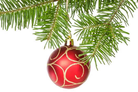 Red bauble on the fir branch. Isolated on white background
