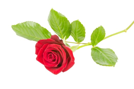 A single red rose on a white background