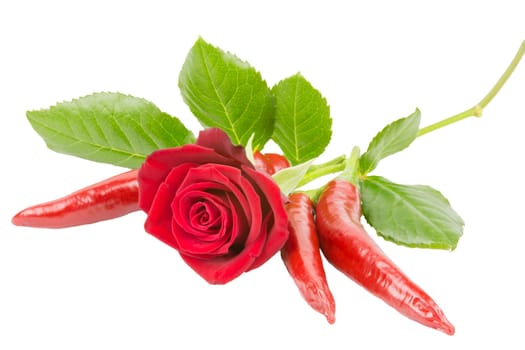 A red rose with three chillis on a white background