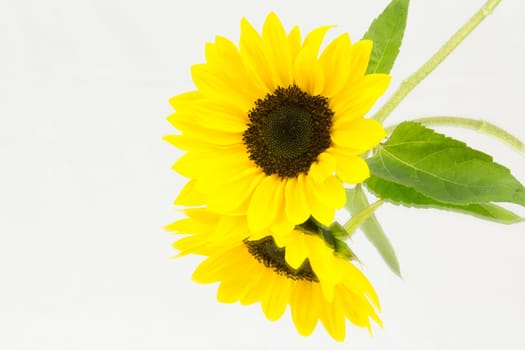 A sunflower on a mirror of white background
