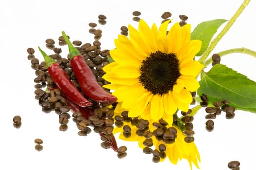 Coffee beans chilli and a sunflower on a mirror