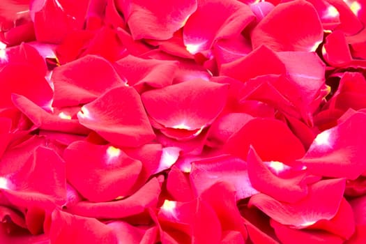 Rose petals close-up as a simple background
