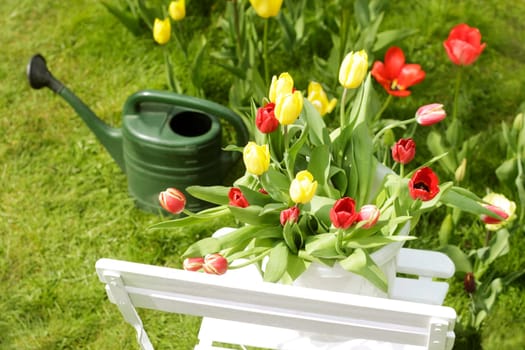 Tulips on garden chair with watering can in the background