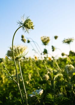 Plants of wild carrots in the meadow