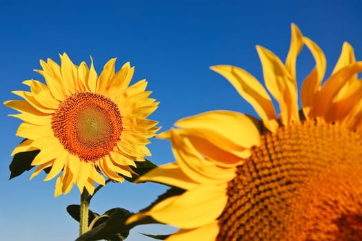 Two sunflowers in the field