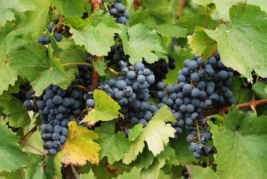 Ripe grapes in the vineyard