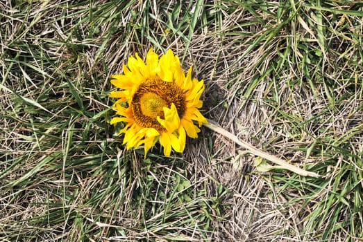 Demolished sunflower in the meadow