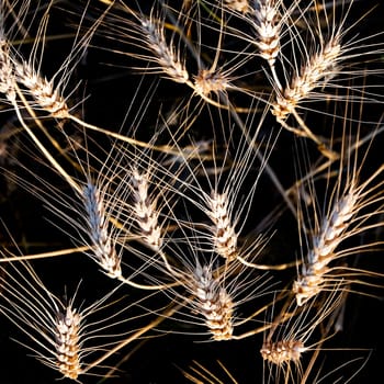 Rye Cornfield Wheat Grain cereals
