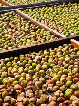 Figs laid out to dry