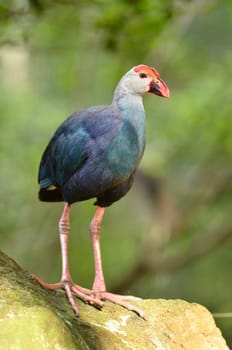Purple Swamphen ( Porphyrio porphyrio ) in nature