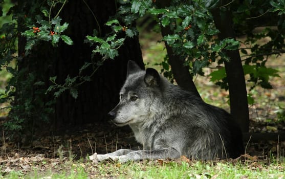 Grey Wolf
