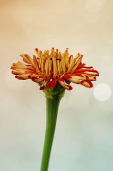 The macro close-up of the red flower of a free-standing zinnia.