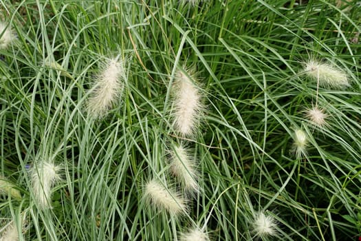 The close-up of lamp cleaner grass,Pennisetum alopecuroides.