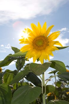 Sunflower close-up in the field