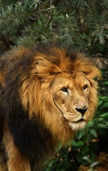Loewen portrait