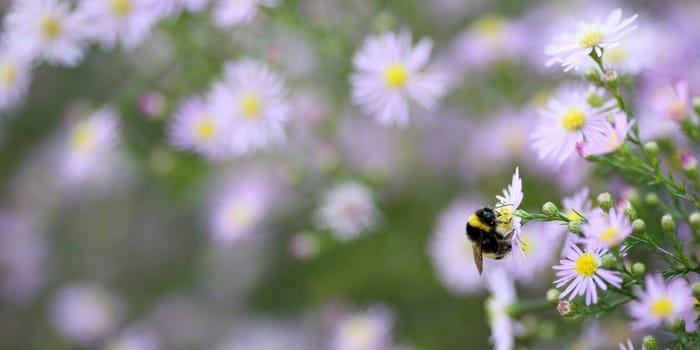 Details of a bumblebee on a wild flowers. The bumblebee is foraging