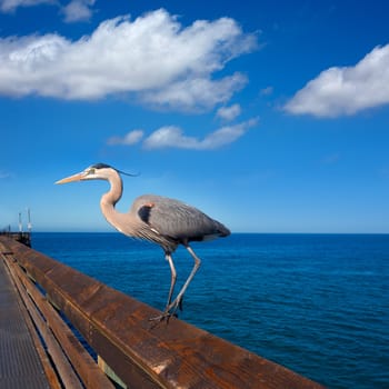 Great blue Heron Ardea cinerea in Newport pier California USA
