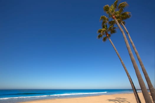 Newport beach California three palm trees group on shore