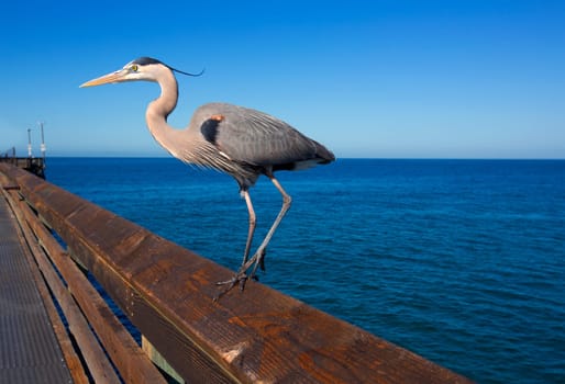 Great blue Heron Ardea cinerea in Newport pier California USA