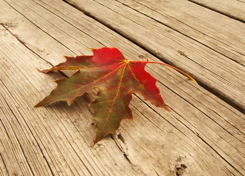First autumn leaf