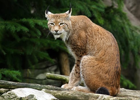 Lynx