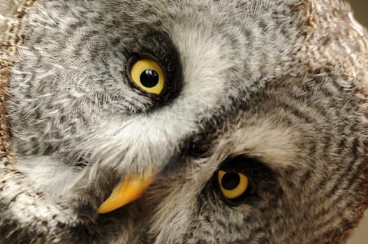 The Bearded Owl