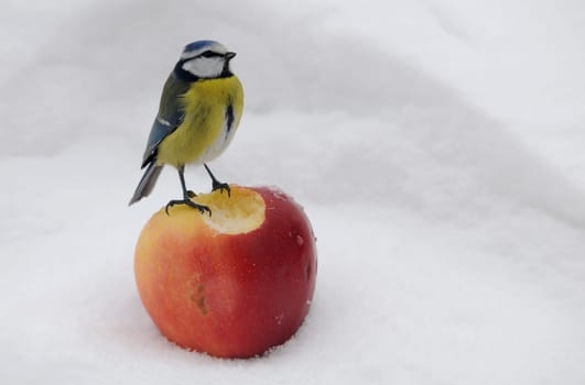 Blue with apple