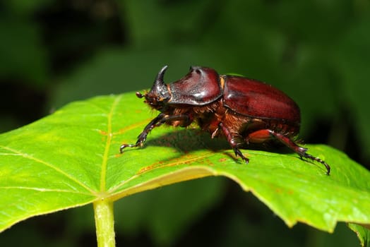 The rhinoceros beetle
