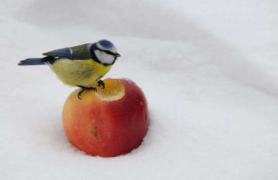 Blue with apple