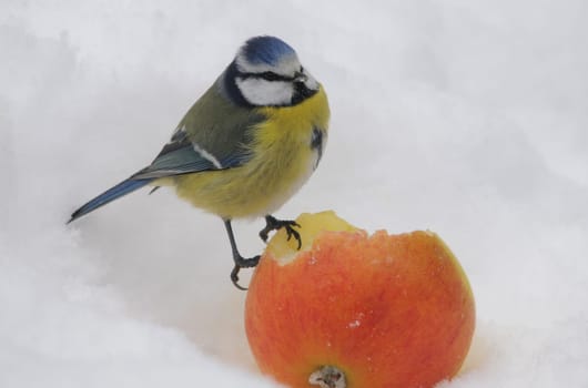 Blue with apple
