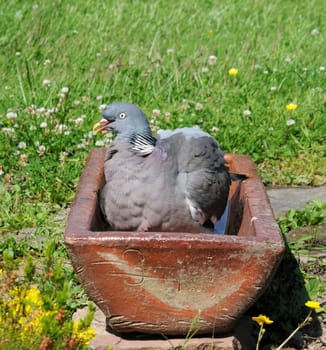 Bird baths