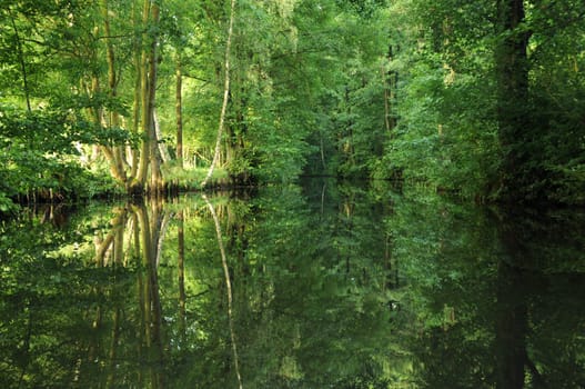 In the Spreewald