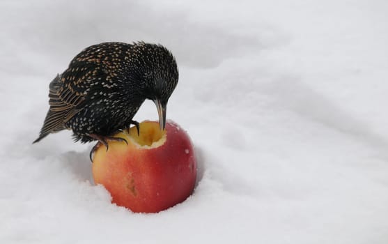 Star with apple