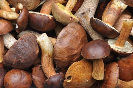Mushrooms as a background