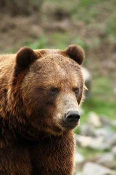 Kodiak