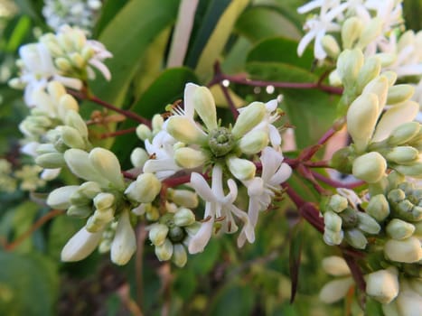 Seven Sons of Heaven - Heptacodium miconioides