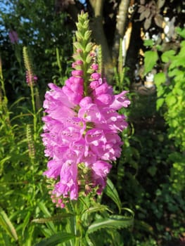 Joint flower - Physostegia virginianae