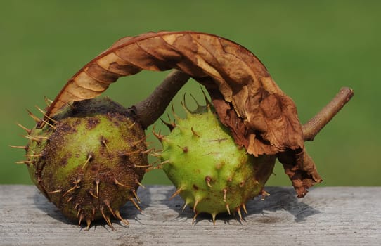 two chestnuts